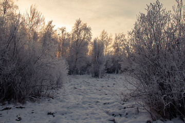 Frosty bushes on the background of the snowy desert. Frost on the branches against the backdrop of a sunset and a snow-covered field. Snowy road in Siberia. Northern landscape