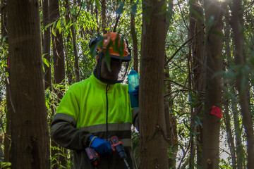 forest worker drilling tree by injecting chemical substance to kill trees in the forest