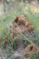 picture of a snake house made up of red colored mud or soil.indian snake mud house of or anthill.indian snake  mud house of