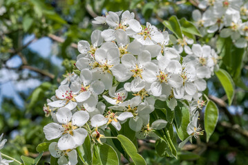 European Pear (Pyrus communis) in orchard