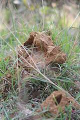 picture of a snake house made up of red colored mud or soil.indian snake mud house of or anthill.indian snake  mud house of