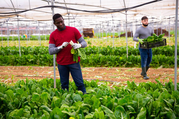 Hired workers harvest mangold in a greenhouse. High quality photo