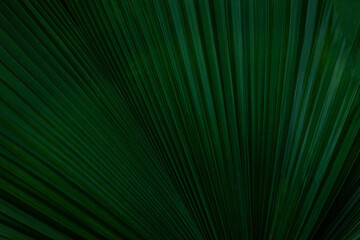 closeup nature view of palm leaf  background, dark tone concept