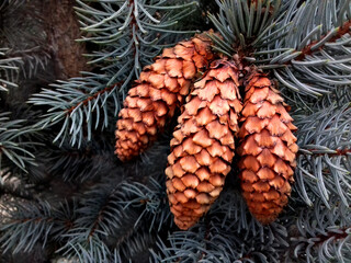 Cones in the branches of fir.