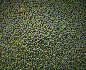 green bean seeds, mung background. Top view