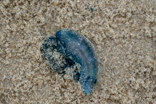 Bluebottle jellyfish washed up on the beach, stingers