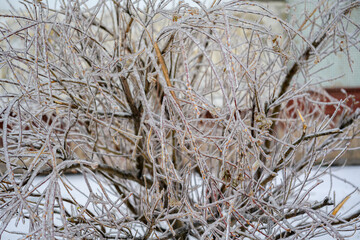 Trees are covered with a crust of ice after icy rain. Natural disaster.