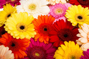 beautiful gerbera flowers isolated