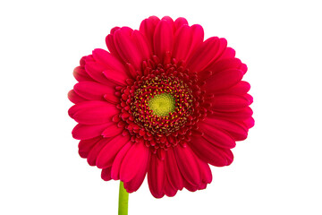 beautiful gerbera flowers isolated