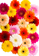 beautiful gerbera flowers isolated