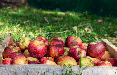 crate of fresh apples on the grass in garden