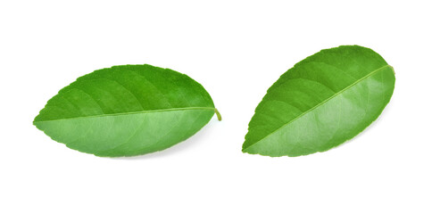 Fototapeta na wymiar Lemon leaves isolated on white background.