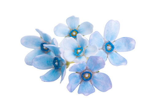Oxypetalum flower isolated