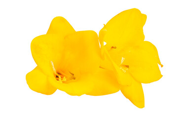 yellow freesia flower isolated