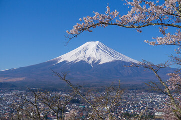 山梨県からの富士山と桜