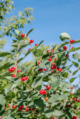 Tatarian Honeysuckle (Lonicera tatarica) in park, Central Russia