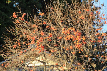 たくさん実をつけた柿の木