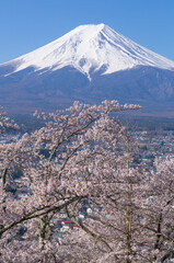 山梨県からの富士山と桜