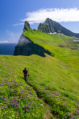 A girl walking through flowering meadows over Hornbjarg cliffs, Hornstrandir peninsula, Westfjords,...