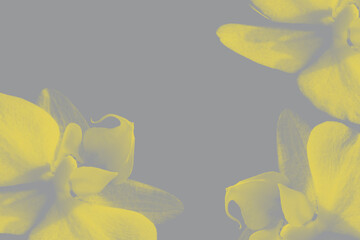 Obraz premium Demonstration of the fashionable color of 2021. Orchid flowers as a background in new colors, Illuminating Yellow and Ultimate Gray. Background with a copy of the space design