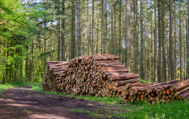 stack of felled tree trunks in the forest