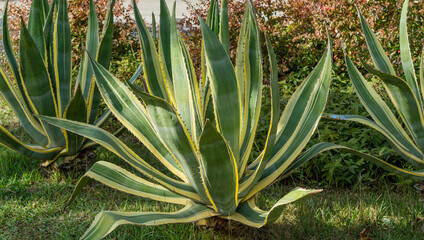 American agave (Agave americana) striped — species of Agave genus, Agave subfamily, Asparagus family in Sochi. Close-up. Marginata.