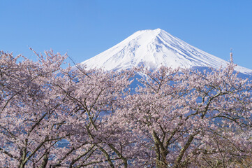 Obraz premium 山梨県からの富士山と桜