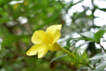 View of flower red daylight