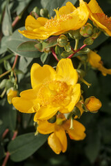 Goldencup St. John's Wort (Hypericum patulum) in garden
