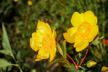 Goldencup St. John's Wort (Hypericum patulum) in garden