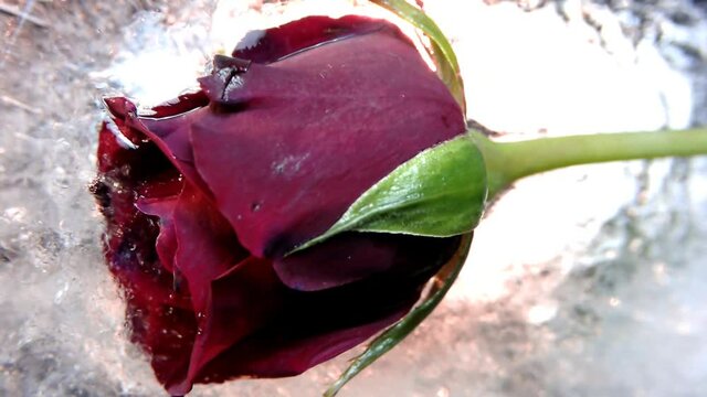 Eisw&uuml;rfel Schmilzt und eine Rose im Eis