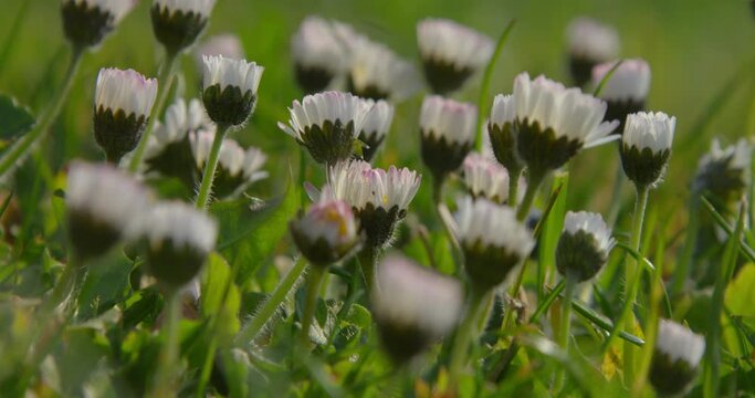Daisies in field, Compton Abbas, Dorset, UK