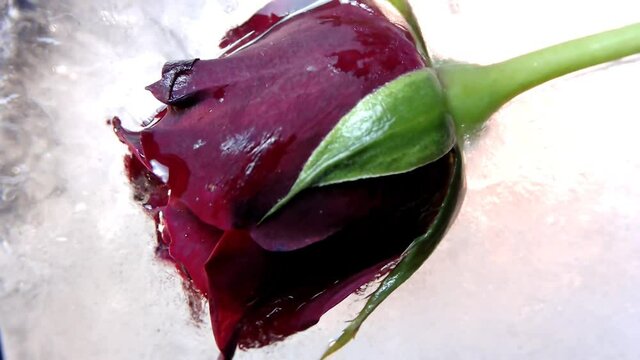 Eisw&uuml;rfel Schmilzt und eine Rose im Eis