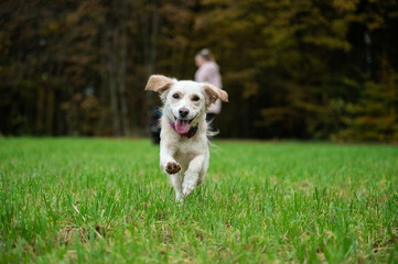 Happy little puppy running in green meadow towards the camera