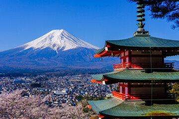 Fototapeta premium 山梨県から見た富士山と桜