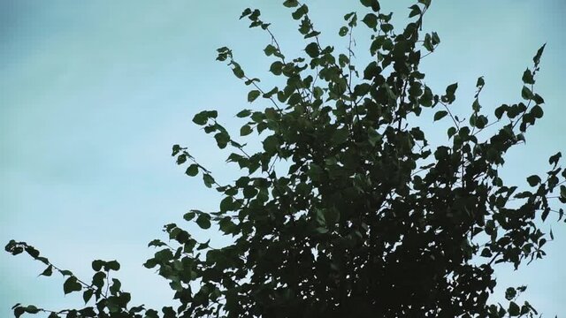 Deciduous tree with green leaves against a blue sky