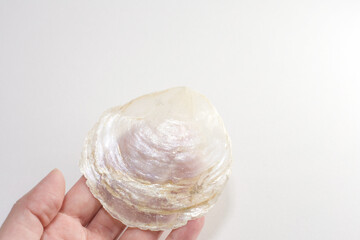 雑貨やインテリア、装飾などに使われる素材カピス貝(placuna placenta)