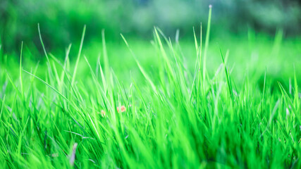 green grass background, texture, soft focus