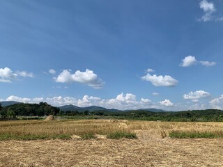 Obraz premium The harvested rice fields under the blue sky with cloud