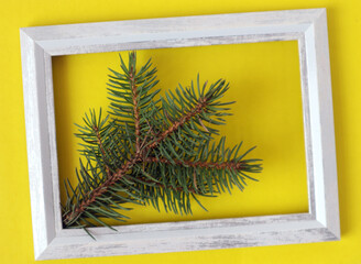 Spruce branch in a gray wooden frame on a yellow background, top view, close - up-the concept of...
