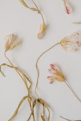 Dry tulip flowers on white background. Flat lay, top view minimal neutral floral background.