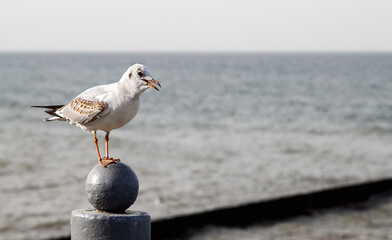 seagull sitting on the parapet