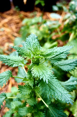 The herbaceous flowering nettle plant