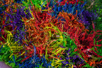 flower background. colorful, bright flowers on the lawn in the park.