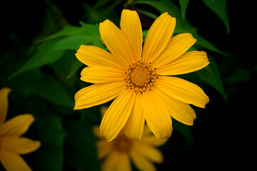 Mexican sunflower on black background