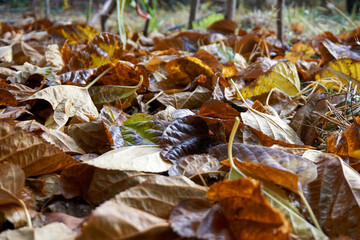 Beautiful and colorful background from autumn leaves