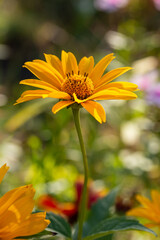 Blume