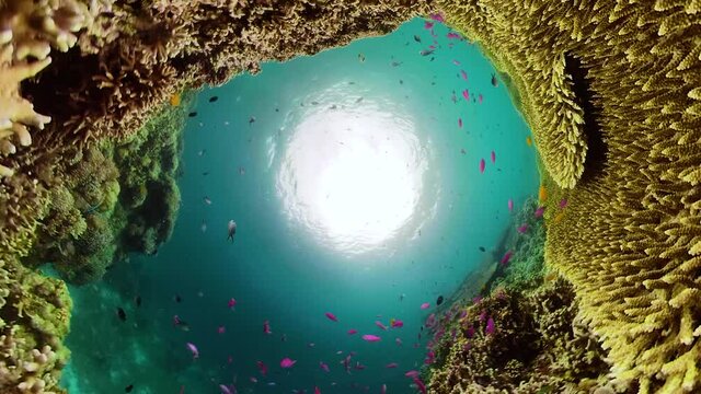 Tropical coral reef seascape with fishes, hard and soft corals. Underwater video. Camiguin, Philippines.
