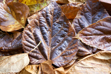 Beautiful and colorful background from autumn leaves