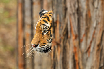 Siberian Tiger - Panthera tigris, beautiful large cat from Asian forests and woodlands, Russia.